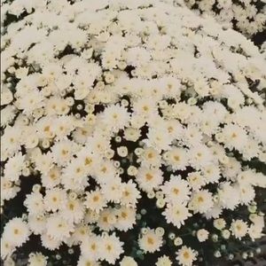 Meet your Posher, Gunseli